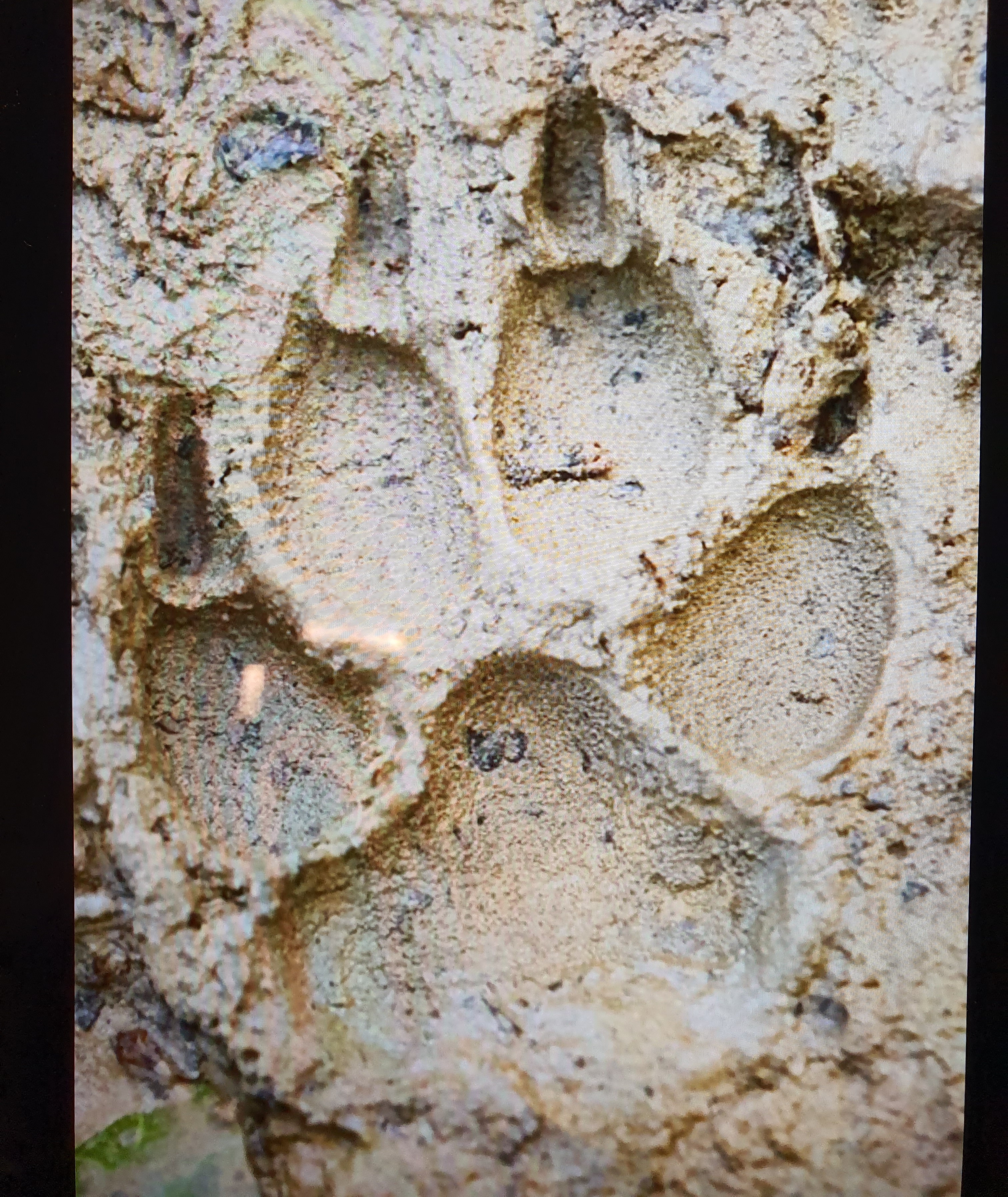 Empreinte de Lion adulte (Lion paw's print, Panthera leo) laissée dans un sol humide , Parc National de la côte des squelettes, Namibie.